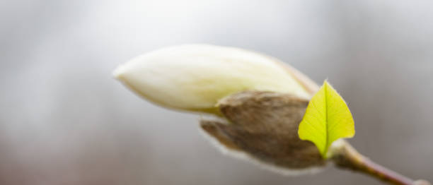 magnolia flower on a branch. blooming magnolia on a blurred background. close-up - focus on foreground magnolia branch blooming imagens e fotografias de stock