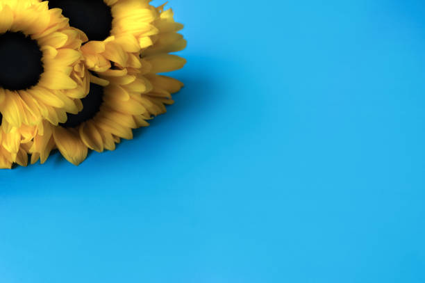 Sunflowers. Sky. The sun. Color yellow and blue.