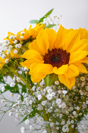 Sunflower and white carnation flower heads on the white background