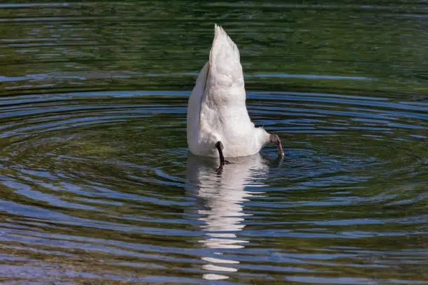 Photo of Swan in an inverted position.
