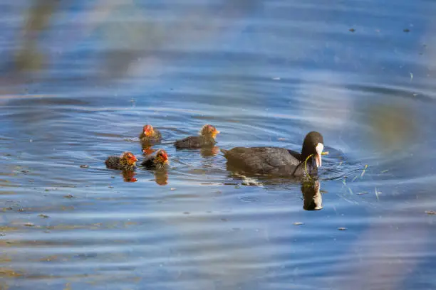 Family view of Coot on the Adda River, Lecco.