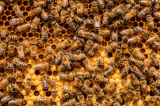 istock Close up of bees on hive honeycomb 1393141490