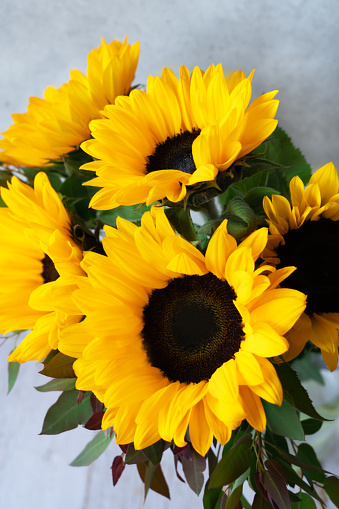 Close up of beautiful yellow sunflowers on the light grey background.