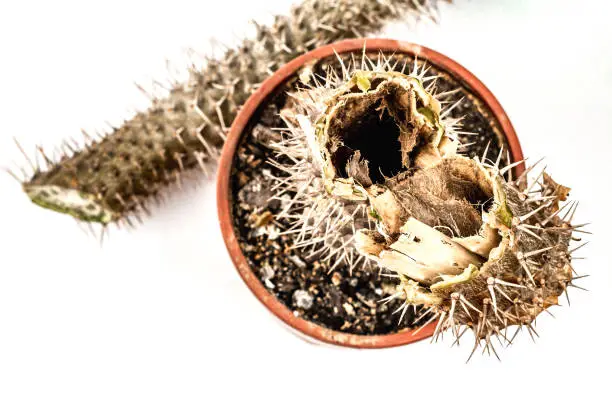 Photo of Rotten Pachypodium cactus in a pot isolated on a white background