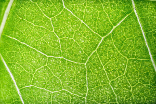 istock Fresh Green Leaf of Hibiscus Macro 1393142277