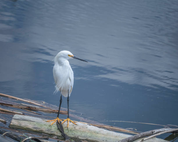istock Snowy Egret by a pond. 1393144592