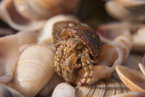 Diogenes pugilator is a species of hermit crab, sometimes called the small hermit crab or south-claw hermit crab.