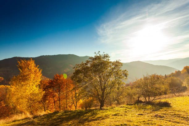 Panoramic view of Ukraine countryside, lonely windy tree, rolling hills and green fields at sunset. Carpathians, Synevyr pass. High quality photo