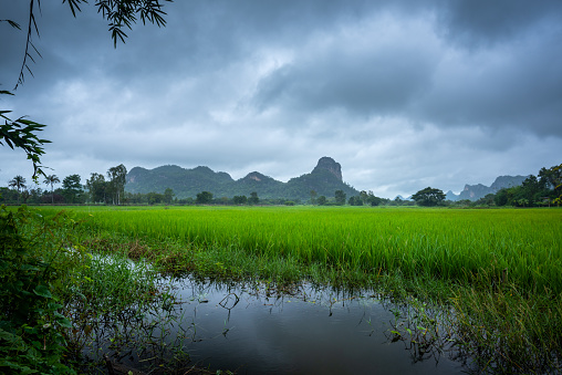 Paddy Rice Field Plantation Landscape with Mountain and the rain clouds background
