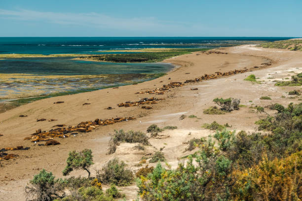 a huge group of sea lions lies in a curved line on the beach of peninsula valdés, patagonia, argentina. the sea, with surf, is also visible - peninsula imagens e fotografias de stock