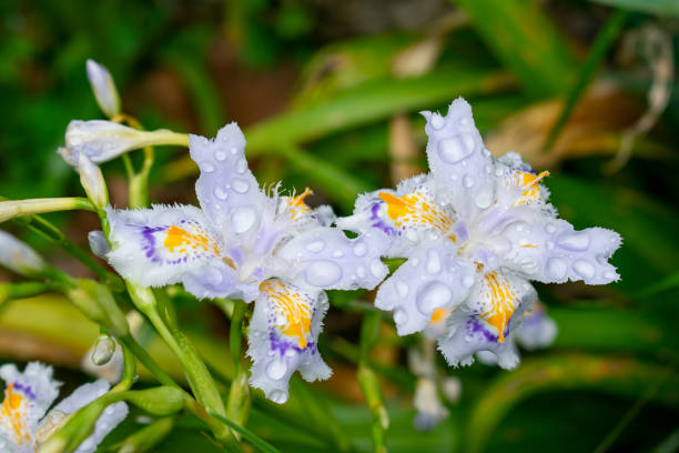 Iris japonica with raindrops stock photo