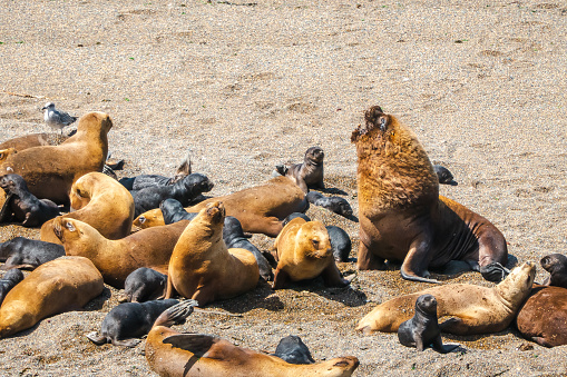 A large group of sea lions lies on the beach. It is a mixture of males, females and young, newly born sea lions. The photo was taken in Peninsula Valdés, Patagonia, Argentina.