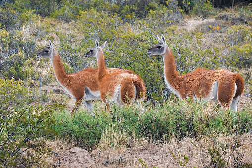 Llamas in the Parque Zoologico Lecoq in the capital of Montevideo in Uruguay