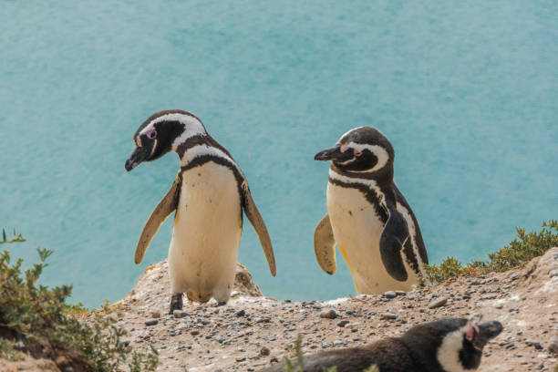 zwei pinguine vor dem hintergrund eines azurblauen meeres. das foto wurde im naturschutzgebiet der halbinsel valdes in der nähe von puerto madryn, patagonien, argentinien aufgenommen - penguin colony nobody horizontal stock-fotos und bilder