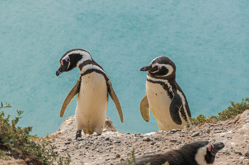 Dos pingüinos sobre el fondo de un mar azul celeste. La foto fue tomada en la reserva natural de Península Valdés cerca de Puerto Madryn, Patagonia, Argentina photo