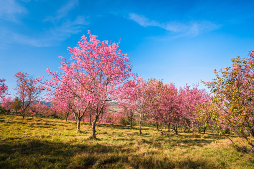 Wild himalayan cherry in sunshine day on top of mountain in Phu Lom Lo, Dan Sai District, Loei Province, Thailand