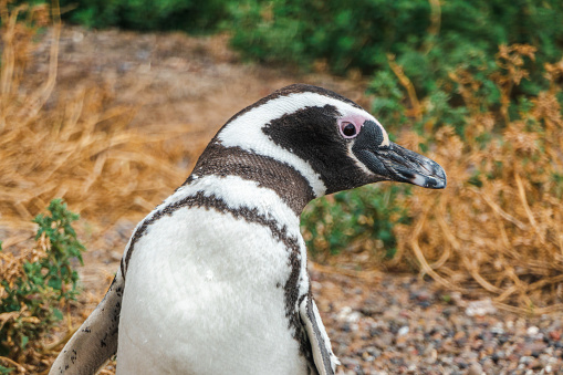 Close-up of one penguin, standing. Photo was taken in peninsula Punta Tombo, Argentina