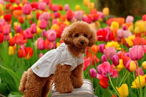 A dog is appreciating colorful tulip flowers in full bloom in a public park in Tokyo on a fine spring day.