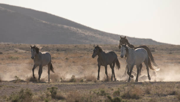 istock Wild Horses in the Utah Desert 1393150015