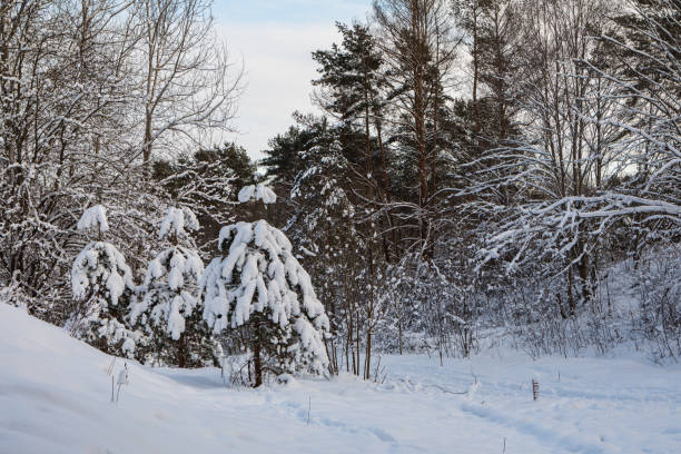 Snowy trees in the frosted forest scenery in winter. Seskines Ozas park, Vilnius, Lithuania