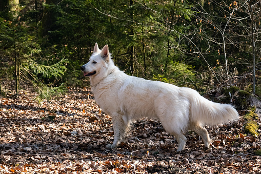 White Swiss Shepherd Dog outdoor portrait in forest. Berger blanc