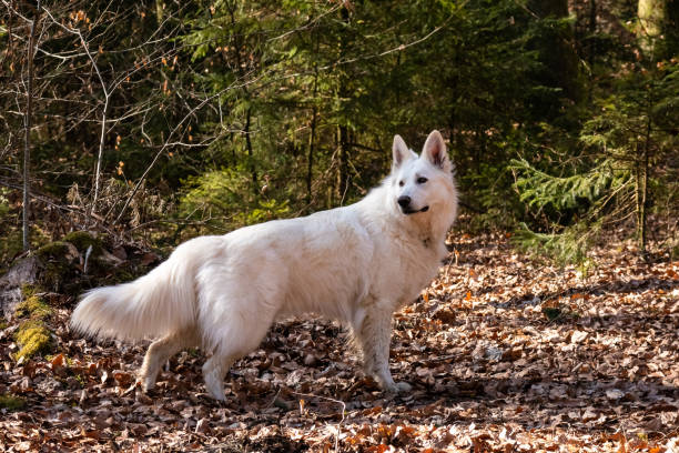 istock White Swiss Shepherd Dog 1393152326