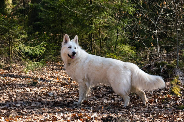 istock White Swiss Shepherd Dog 1393152327