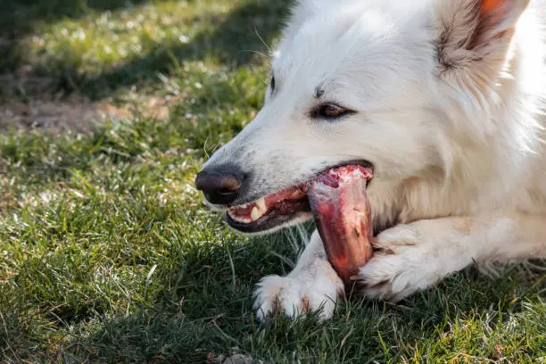 Dog chewing raw bone meat. Natural BARF food for healthy life.