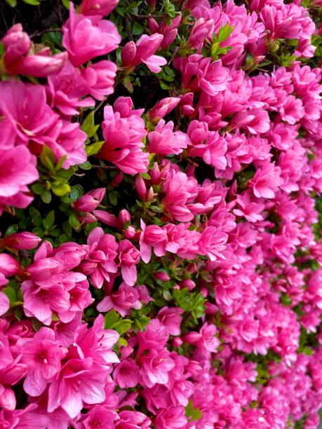 istock Pink Flowers Blooming 1393153199