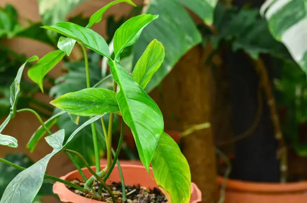 Beautiful Philodendron 69686 leaf in pot