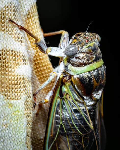 istock New Adult Cicada Up Close 1393153349