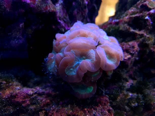 istock Candy cane LPS coral - Caulastrea furcata 1393154487