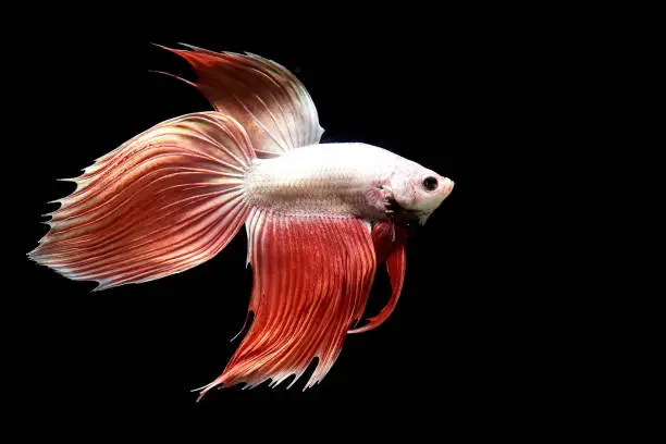 Betta fish Rose Gold Veiltail, Siamese fighting fish on isolated black background and underwater animal or pets