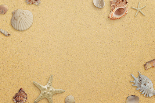 Flat lay minimal beach composition with shells on sand. Copy space in the middle. Top view