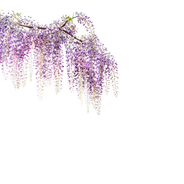 rama de flores de glicinia aislada sobre blanco - wisteria fotografías e imágenes de stock