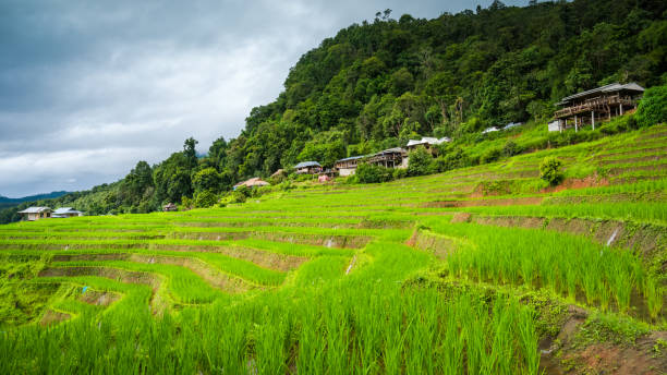 istock Paddy Rice Field Plantation Landscape with Mountain View Background 1393156471
