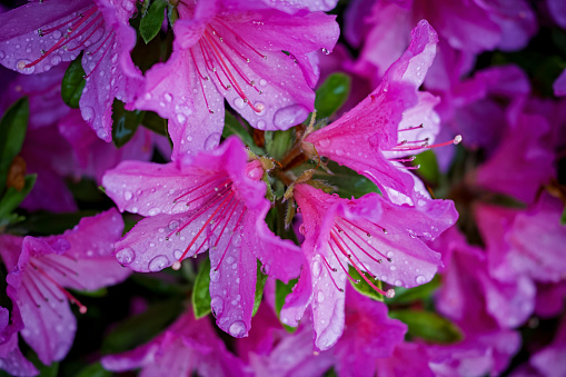 Close-up of a water-soaked rhododendron