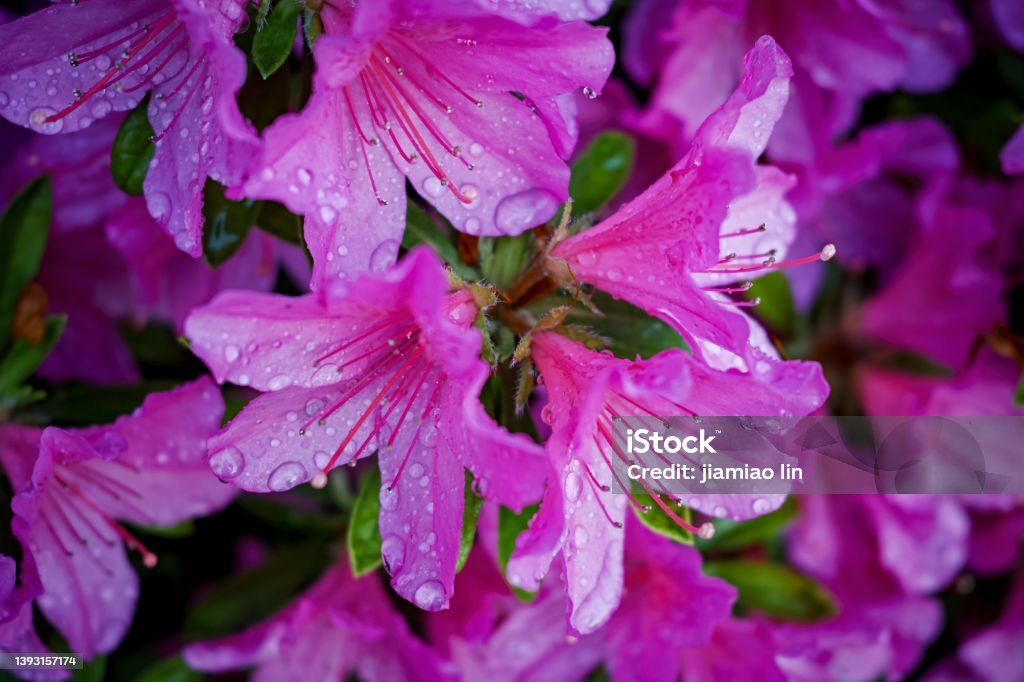 Close-up of a water-soaked rhododendron Azalea Stock Photo