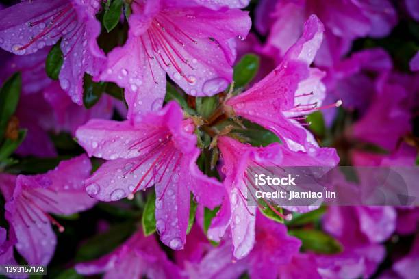 Closeup Of A Watersoaked Rhododendron Stock Photo - Download Image Now - Azalea, Close-up, Purple