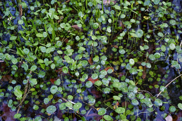 istock Whorled Umbrella Plant 1393157217