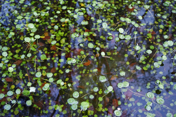 abstraktes muster, das von wasserpflanzen in einem teich gebildet wird - wasserpflanze stock-fotos und bilder