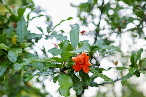 blooming pomegranate flower