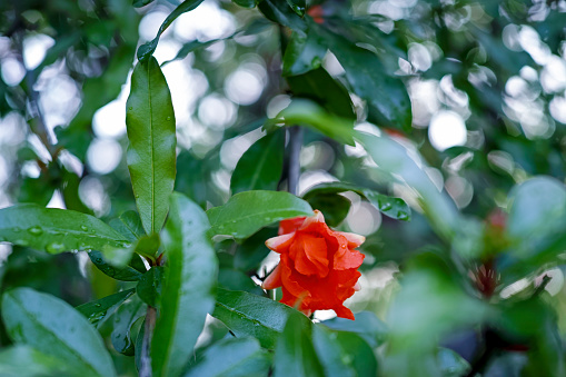 blooming pomegranate flower