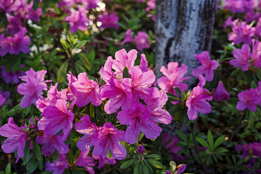 Red and pink Azalea Rhododendron 'Valentine Surprise' in flower.