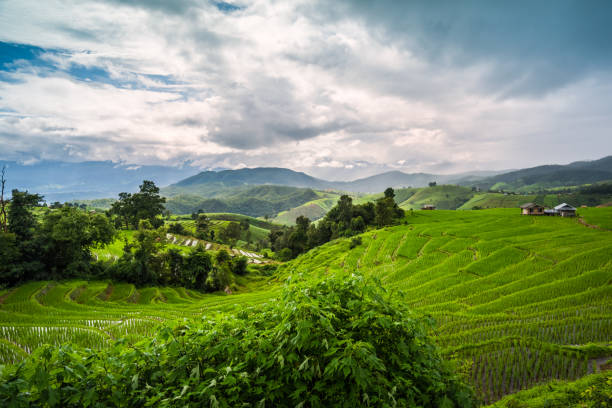 istock Paddy Rice Field Plantation Landscape with Mountain View Background 1393157585