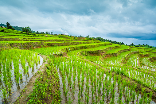 Field of rice, background, full frame