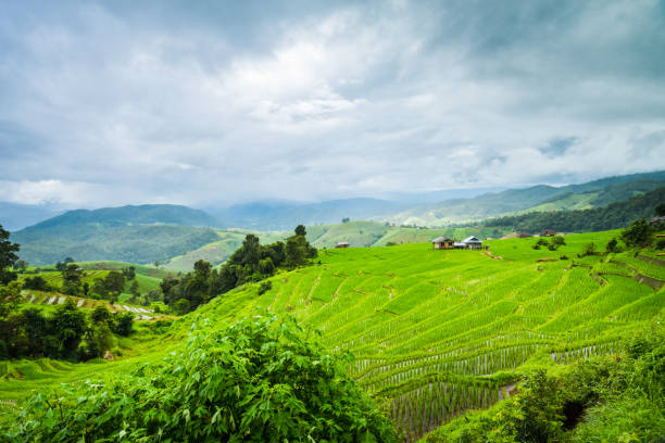 istock Paddy Rice Field Plantation Landscape with Mountain View Background 1393158532