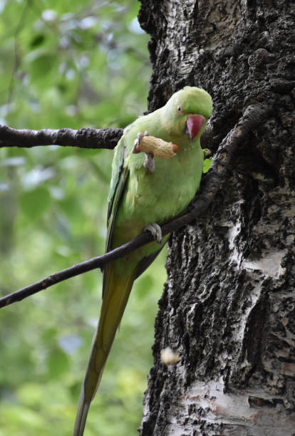 istock Small Green Macaw Bird Eating a Nut 1393158645