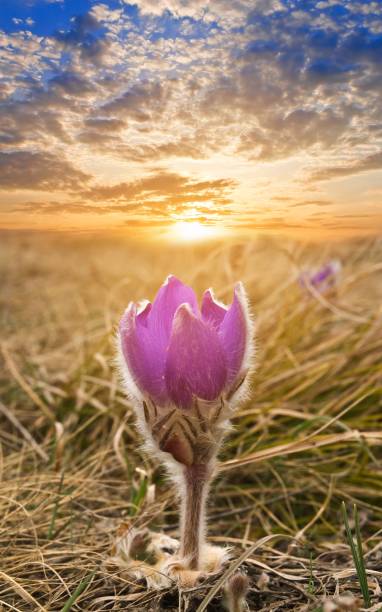 istock beautiful flower in a rays of evening sun 1393159780