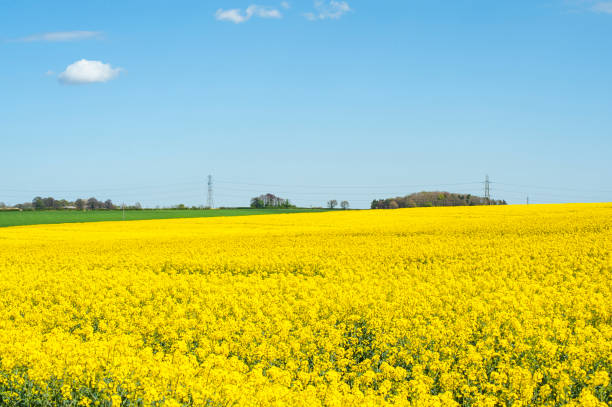 istock Dandelion - Yellow flowers field 1393160308